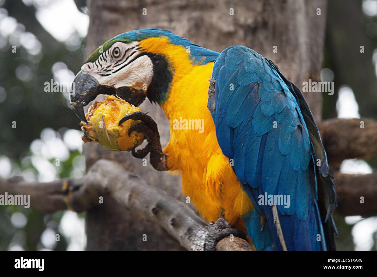 Blu e Oro Macaw mangiando un mango - Immagine stock catturata con smartphone