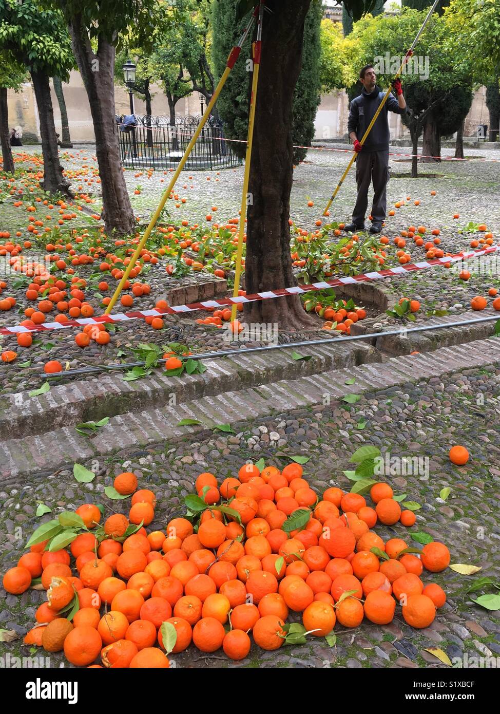 Le arance si trovano in antichi canali d'acqua accanto alla Mezquita di Cordova. Gli operai del Consiglio chiarano le arance (Naranjas) dagli alberi nel patio de los Naranjos. Queste arance amare fanno la migliore marmellata. Foto Stock