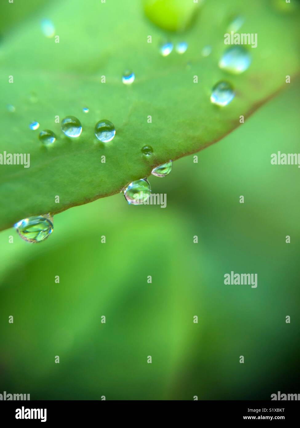 Gocce di pioggia sulla lamina Foto Stock