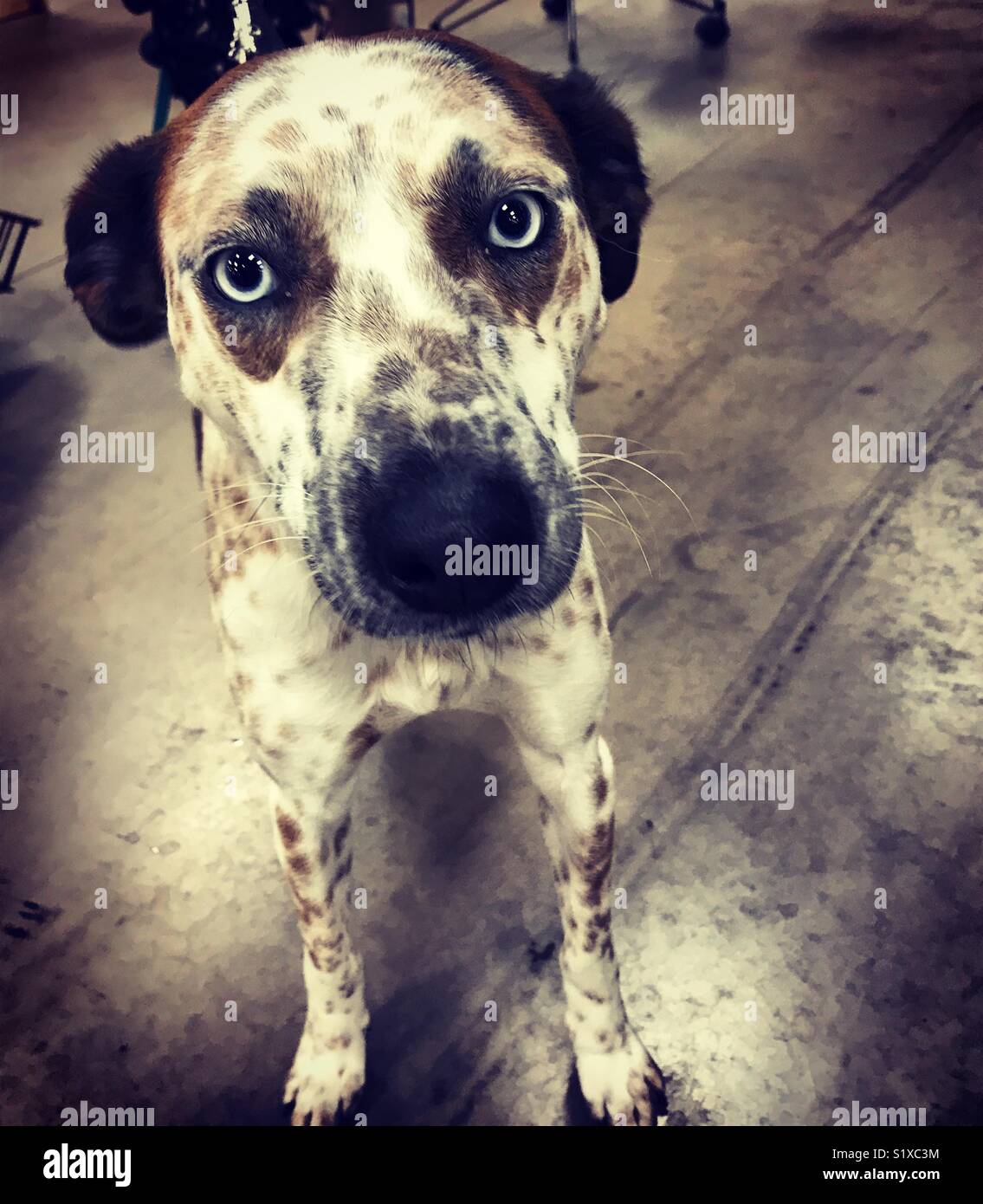 Dolce dagli occhi blu di cucciolo di salvataggio - Immagine stock catturata con smartphone