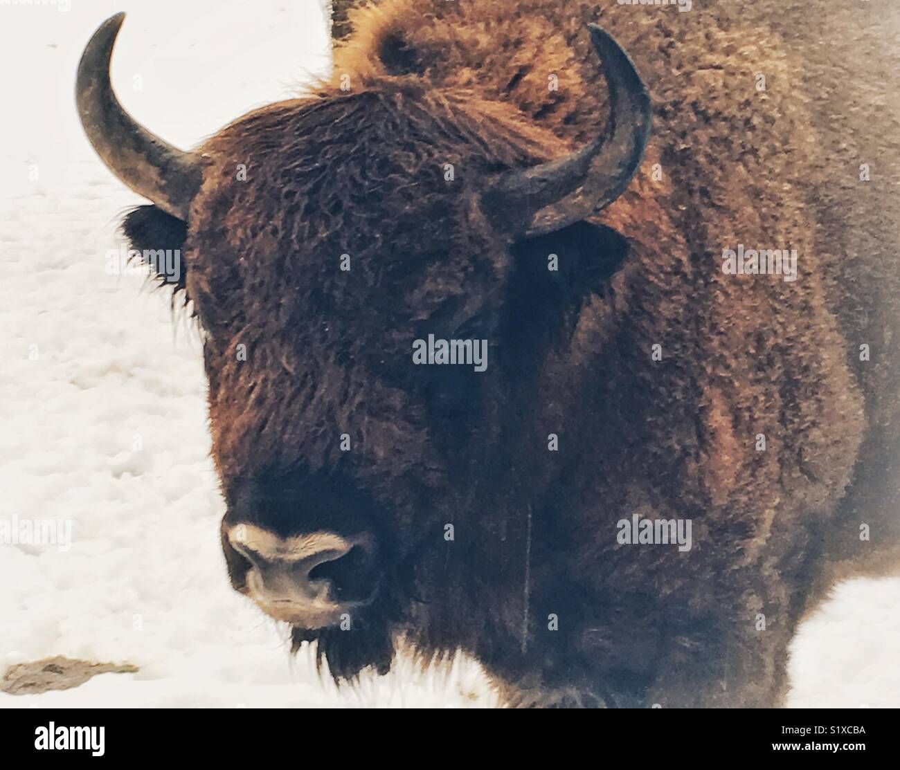 Il bisonte europeo in Bialowieza parco nazionale in Polonia Foto Stock