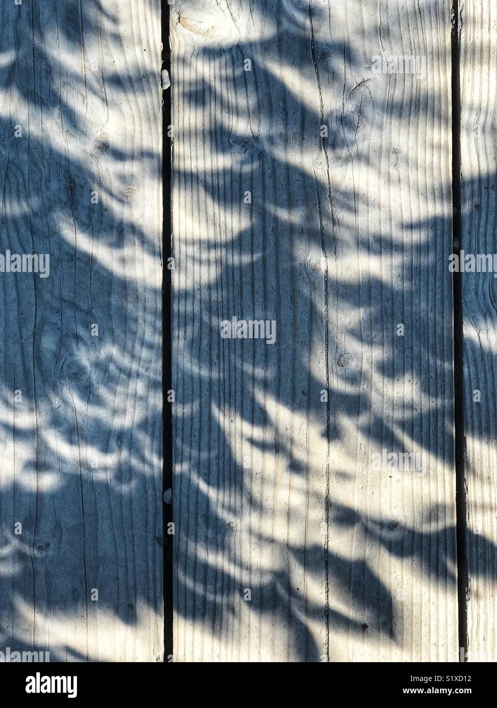 Mezzelune di luce su un ponte di legno derivante dalla luce di una eclissi solare che passa le foglie di un albero. - Immagine stock catturata con smartphone