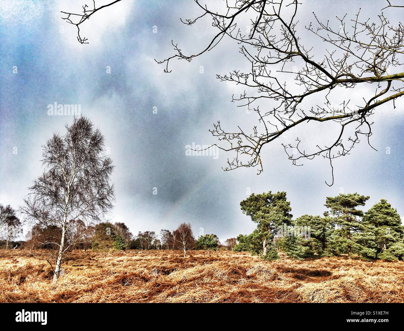 Sutton Heath Suffolk in Inghilterra Foto Stock