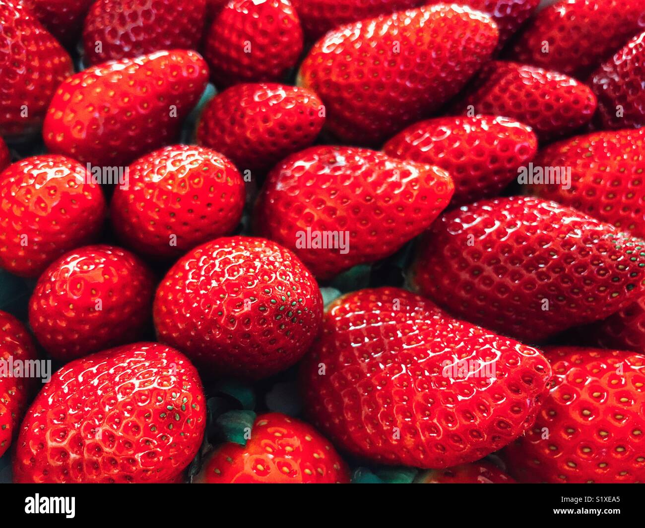 Appena raccolti, succose fragole rosse, piatta fotografia laici - Immagine stock catturata con smartphone