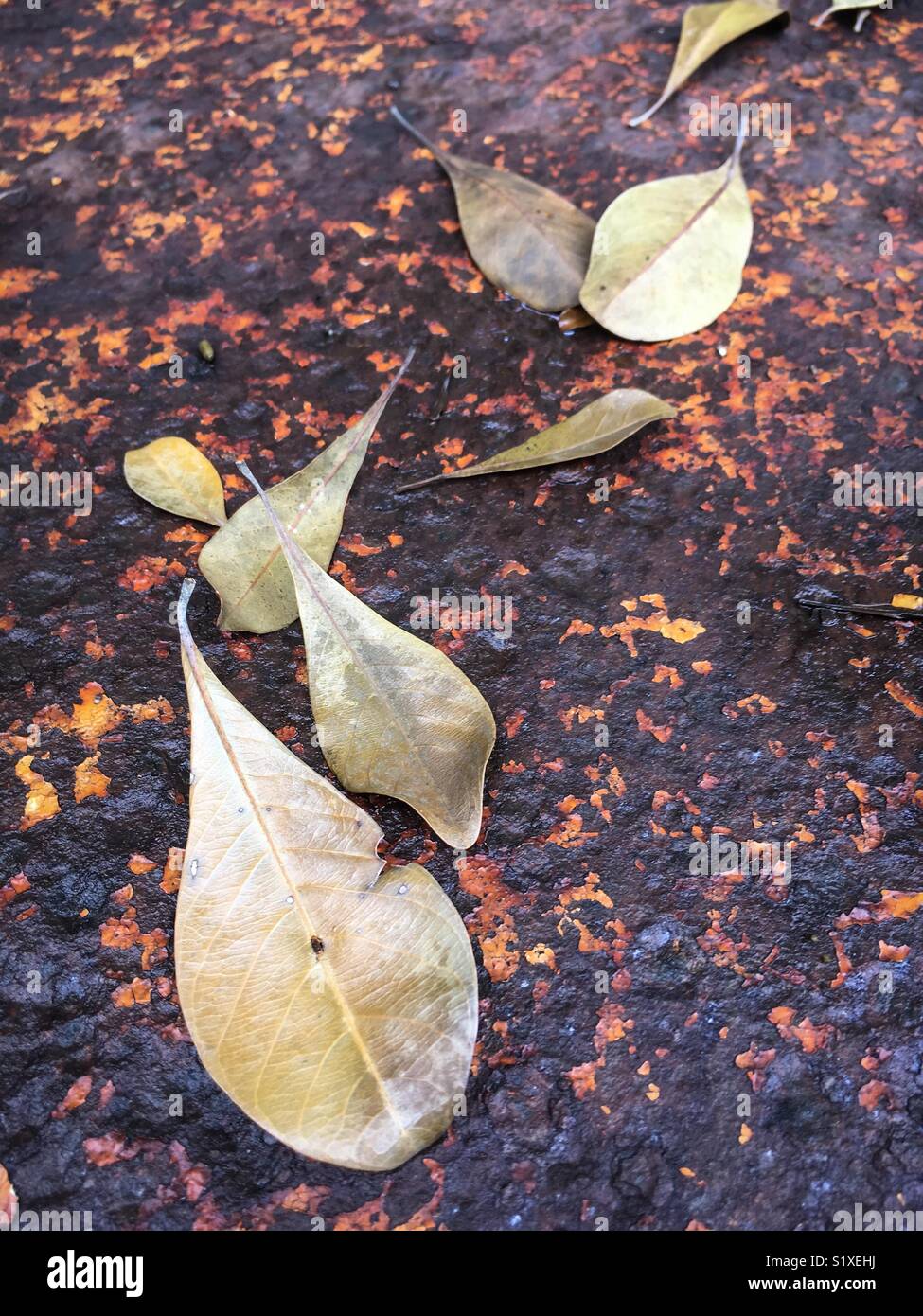 Caduto Foglie di autunno su un arrugginito pezzo di metallo. Foto Stock