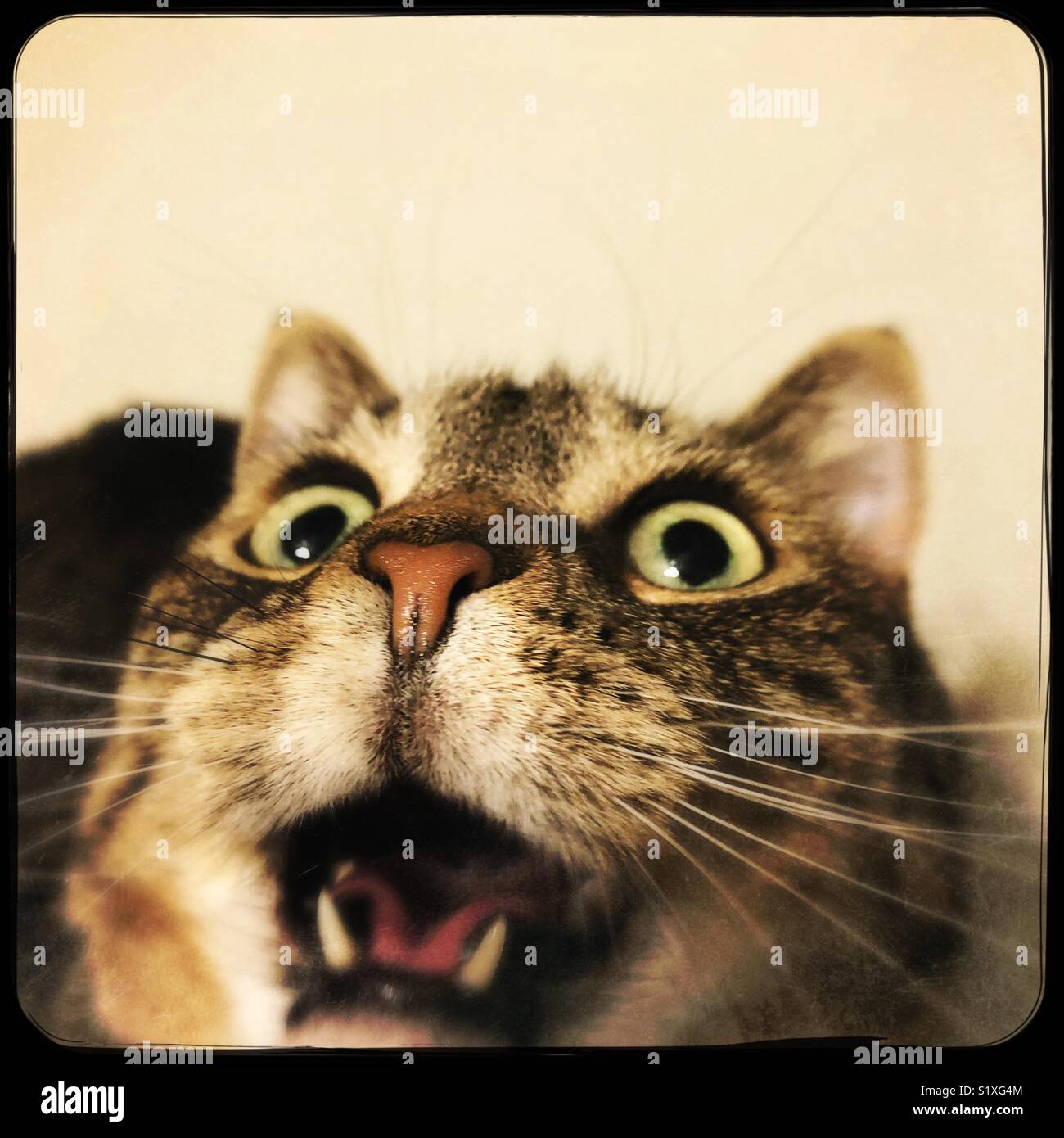 Crazy kitty faccia a sorpresa Foto Stock