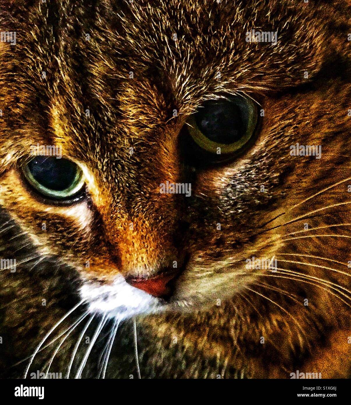 Brown tabby cat con grandi occhi Foto Stock