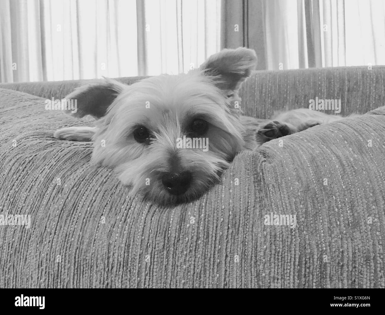 Un simpatico cagnolino (Yorkshire) è comodamente seduto sul suo divano e guardando su di voi. Foto Stock