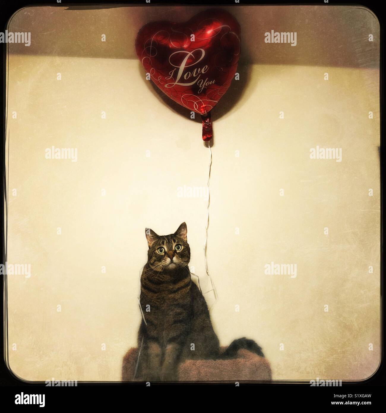 Felice il giorno di San Valentino - Immagine stock catturata con smartphone