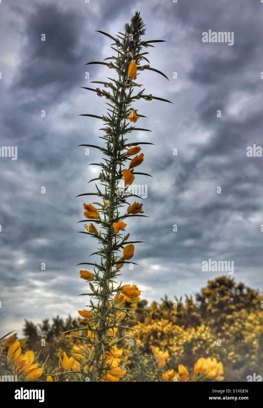 Gorse coccolone Branch Foto Stock