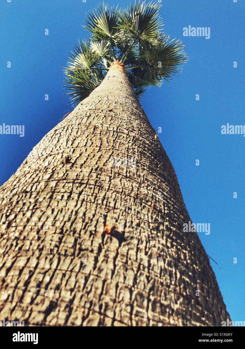 Basso angolo di visione fino al tronco di una Washingtonia Palm che è appena stato professionalmente potare e puliti Foto Stock