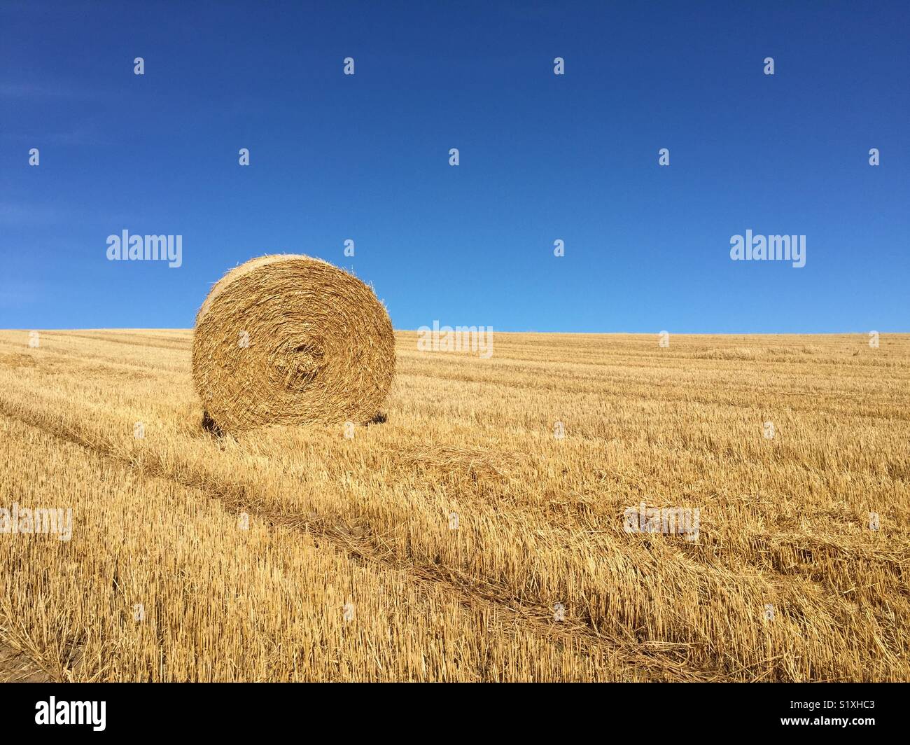 Balla di fieno in campo nella parte anteriore del cielo blu Foto Stock