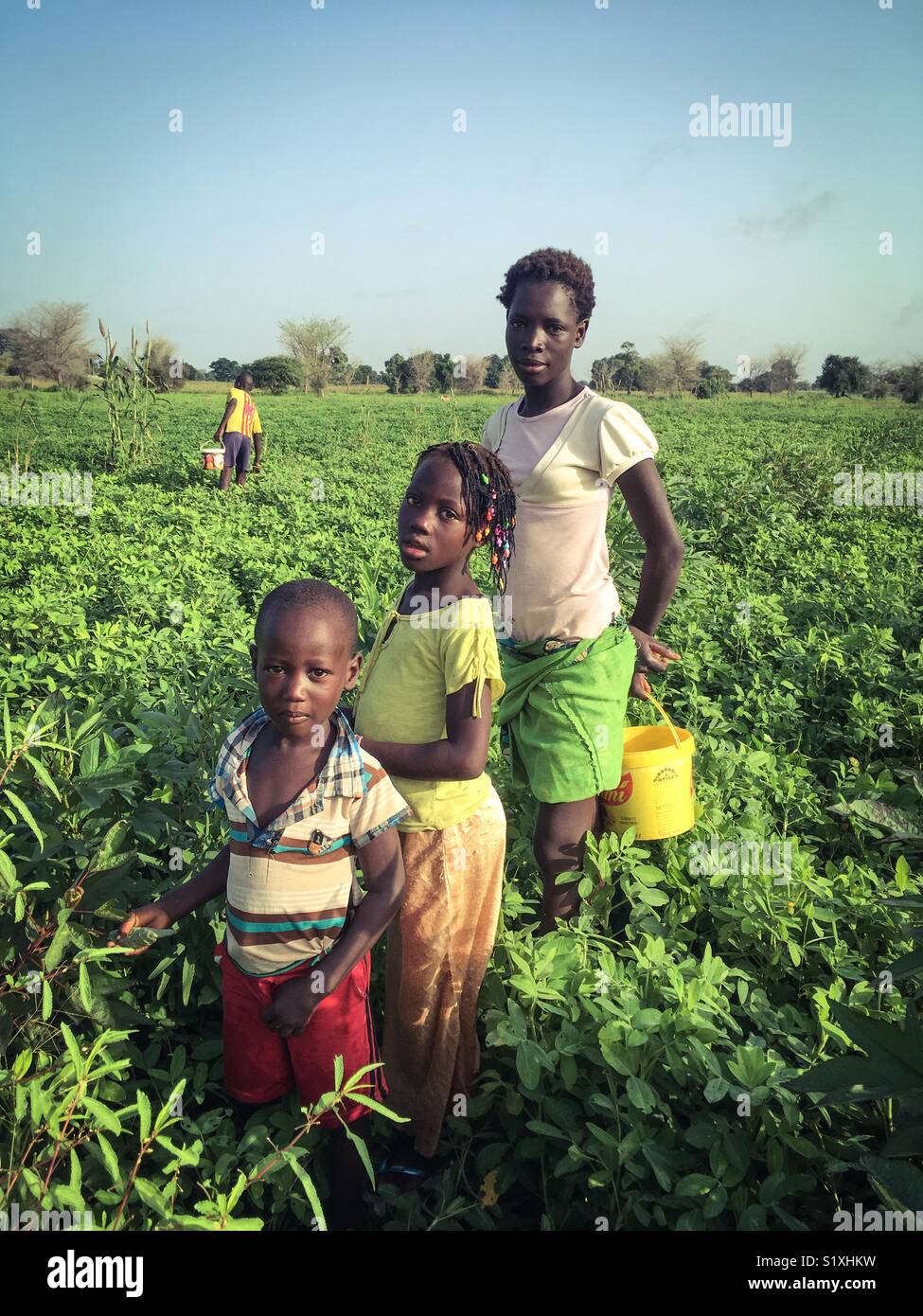 I bambini in un campo di agricoltori, Senegal Africa occidentale Foto Stock