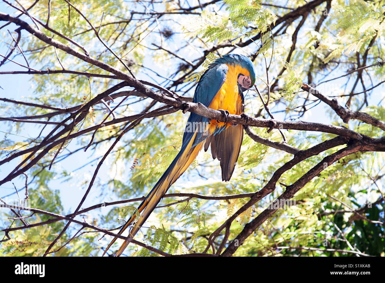 Blu e Giallo macaw su un albero Foto Stock
