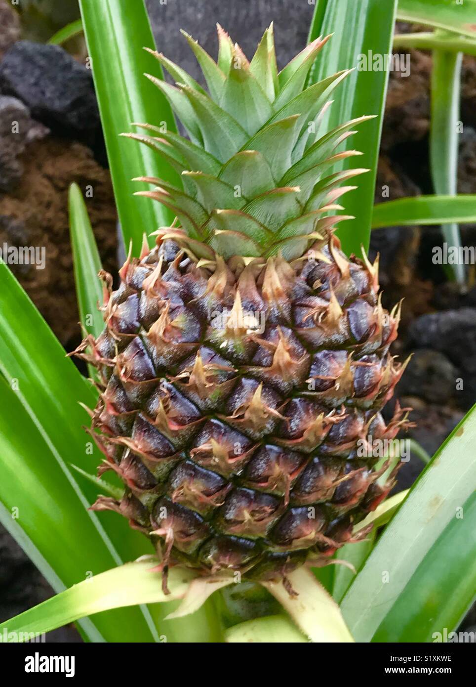 Giovani ananas frutta sulla parte superiore della pianta, Hawaii - Immagine stock catturata con smartphone