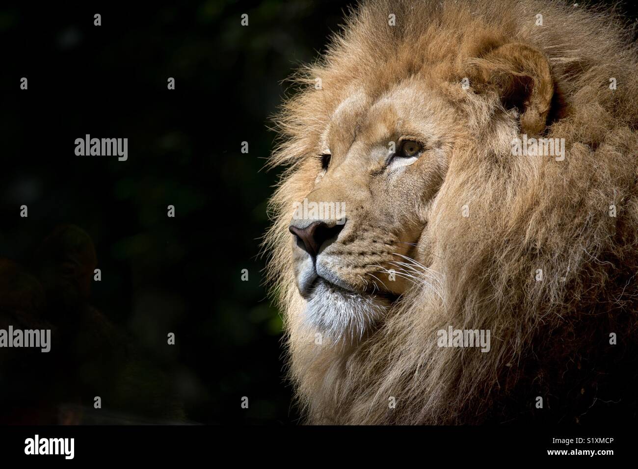 Maestoso Ritratto di Lion Foto Stock