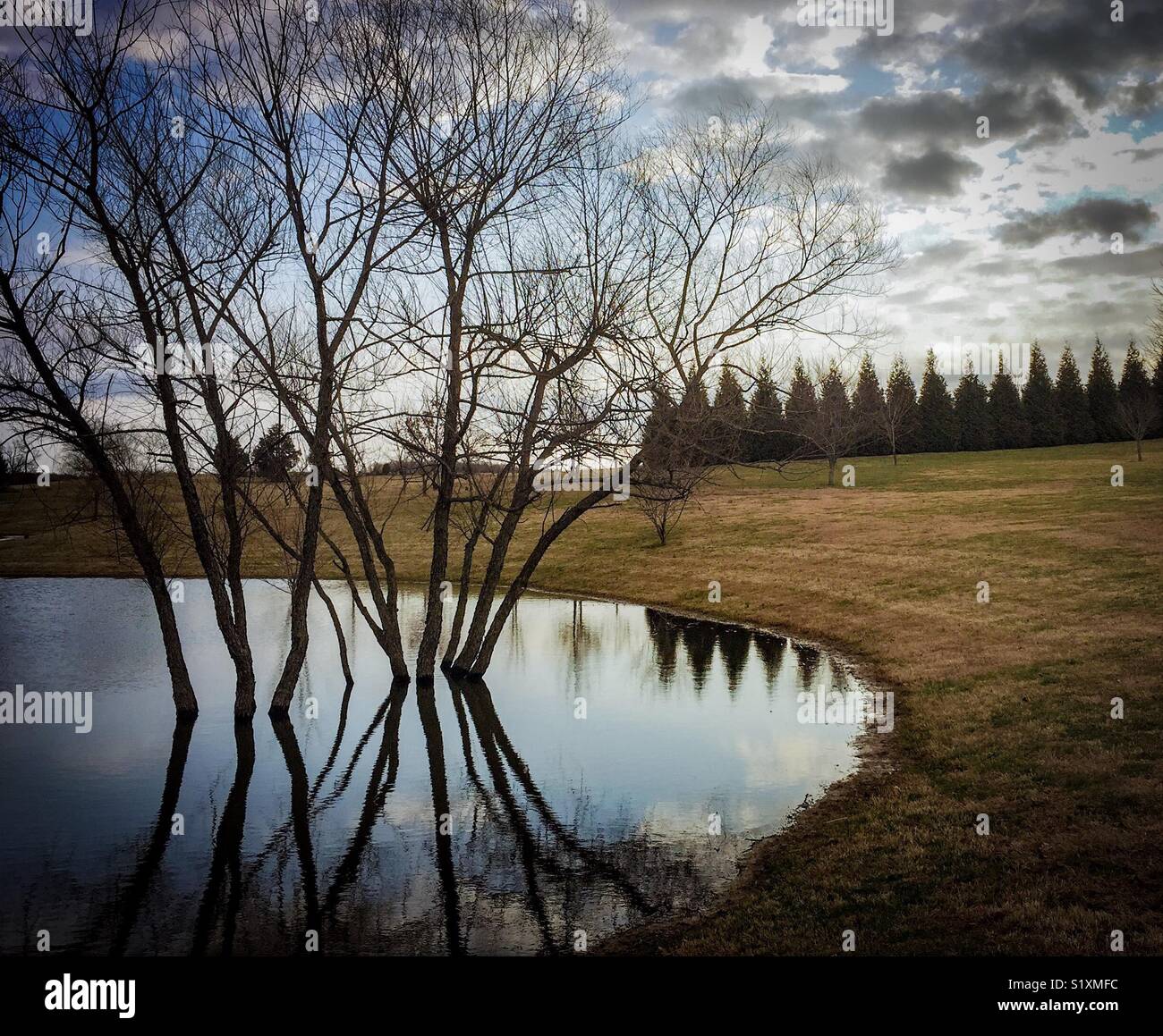 Acqua-amare gli alberi per raggiungere il cielo durante la colata spindly ombre sul ancora stagno. Foto Stock