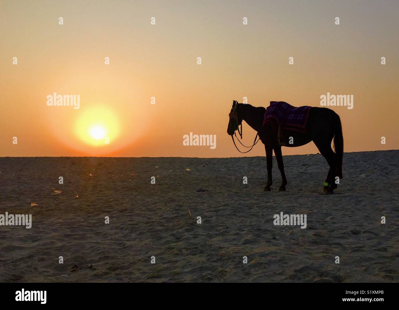 Un cavallo solitario attende su una spiaggia di Varanasi, India Foto Stock