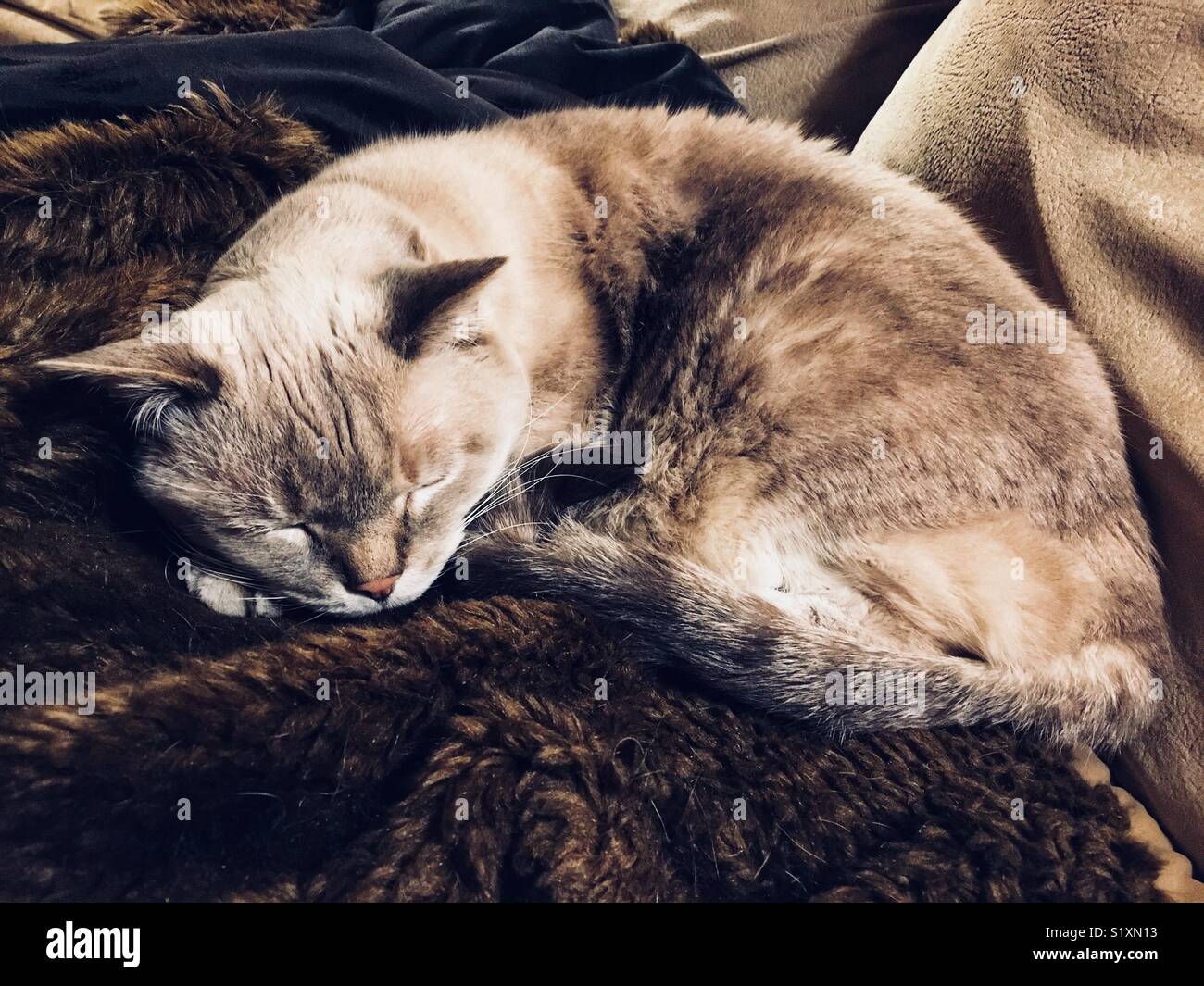Sleeping lynx point siamese gatto sulla pelliccia coperta - Immagine stock catturata con smartphone