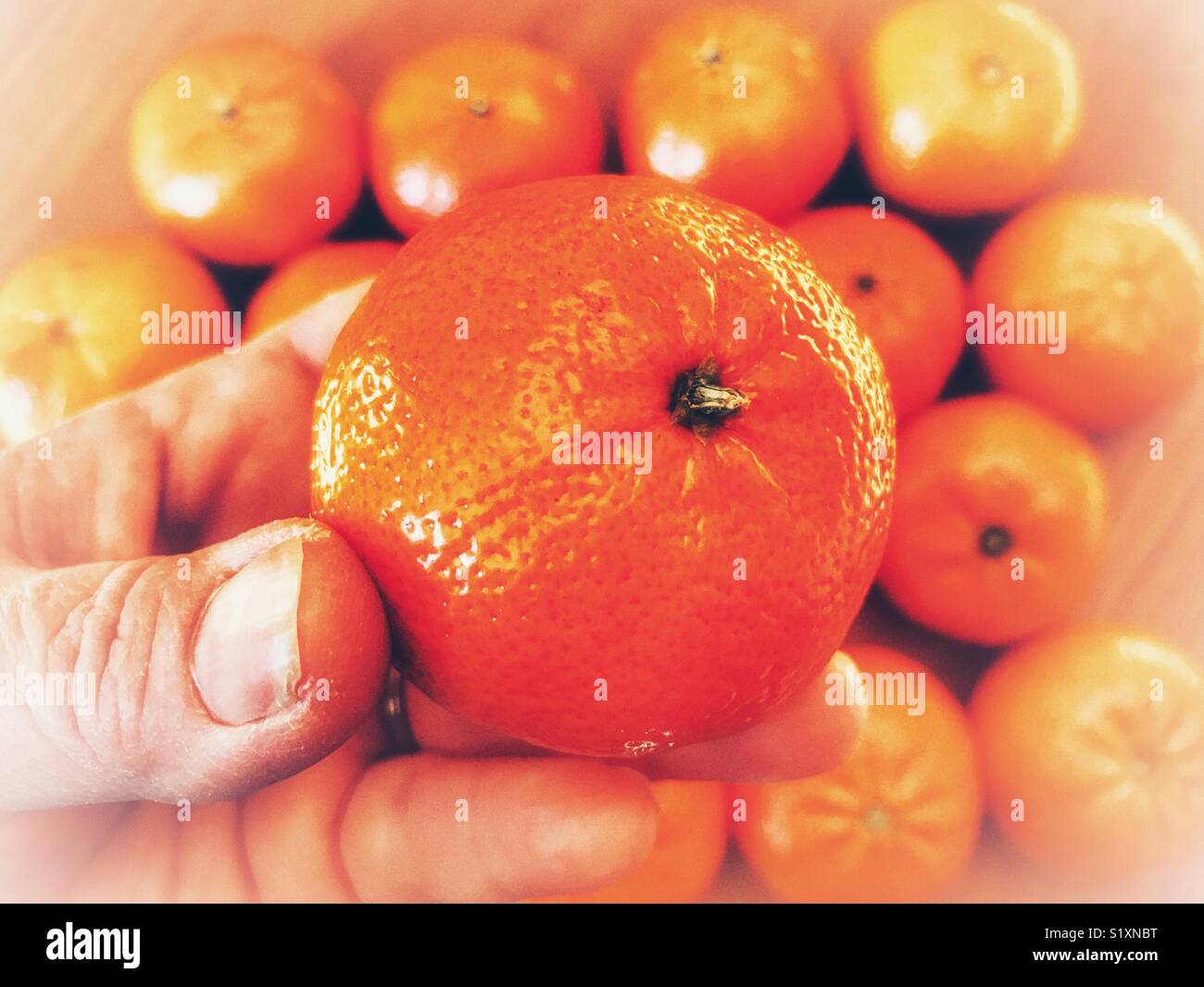 POV Mandarin Orange in una donna di mano. - Immagine stock catturata con smartphone