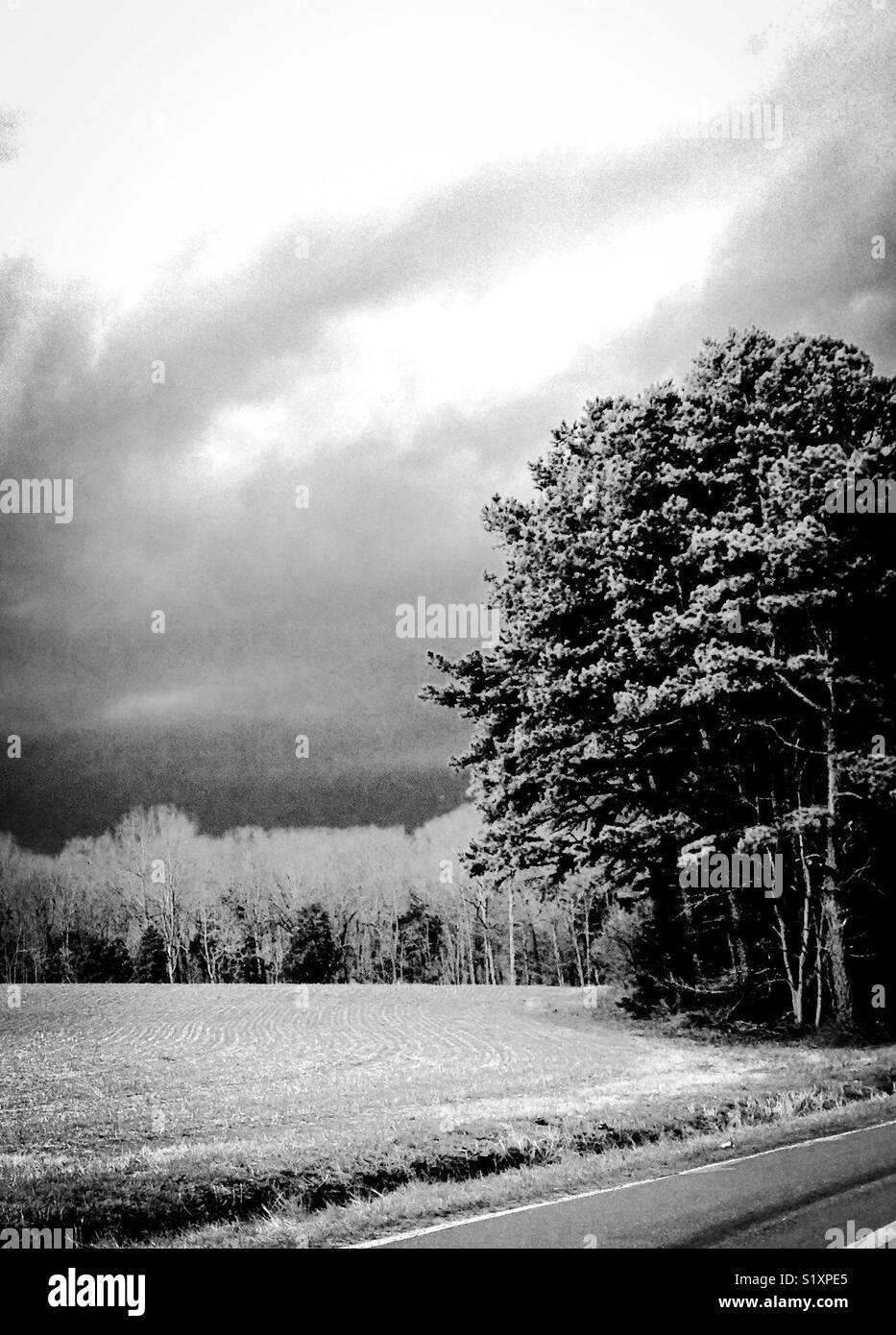 Foto in bianco e nero del cielo nuvoloso, linea di alberi e il campo- Febbraio in Carolina del Nord - Immagine stock catturata con smartphone