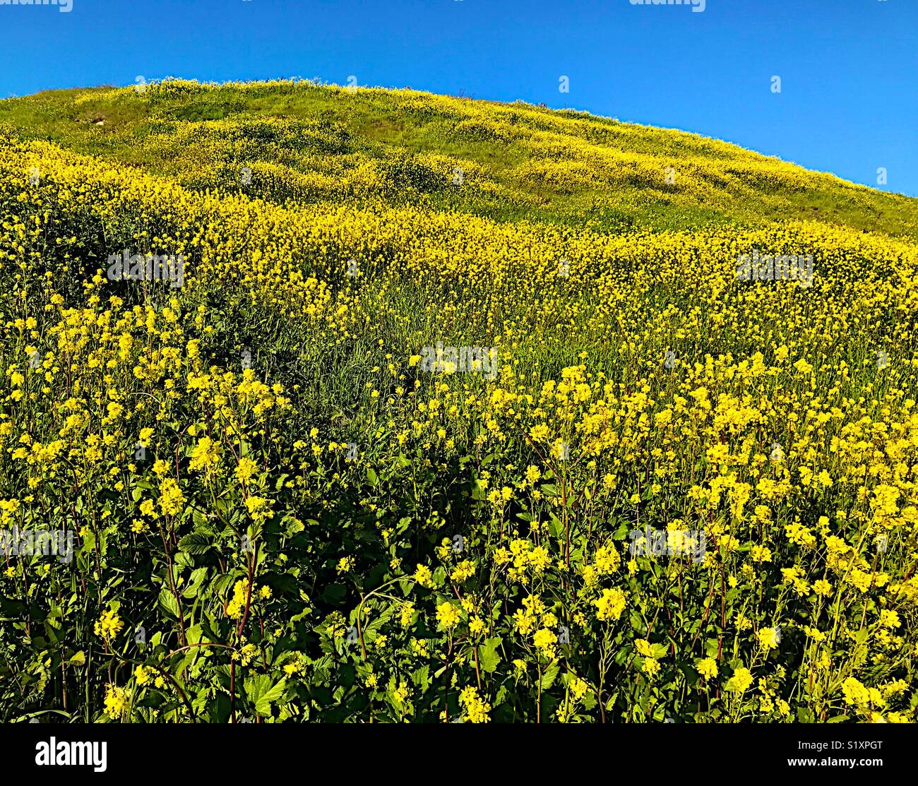 Campo dei Fiori di senape sotto un cielo azzurro Foto Stock