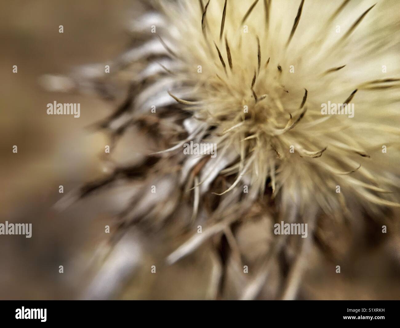 Fluffy flower macro close-up - Immagine stock catturata con smartphone