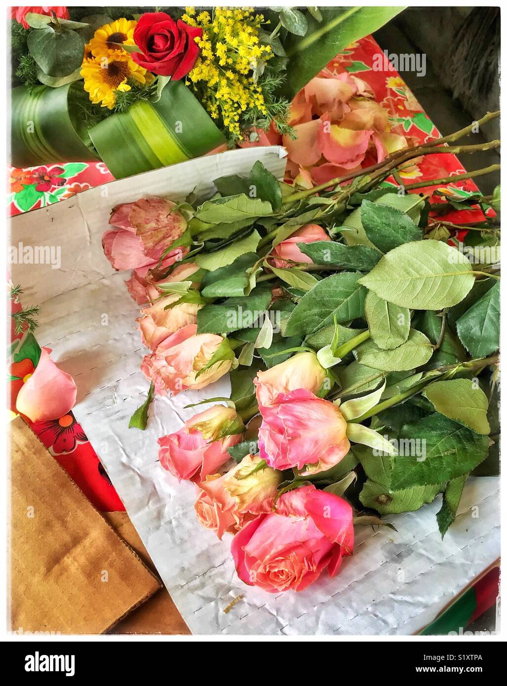 Di un bel colore rosa con gambo lungo le rose sono pronti per essere avvolto per un cliente in un negozio di fiori a Guadalajara, la città delle rose. Foto Stock
