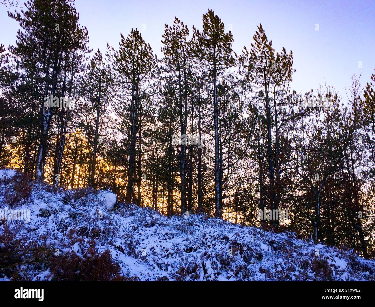 Alberi di pino in inverno con cielo crepuscolo dietro - Immagine stock catturata con smartphone