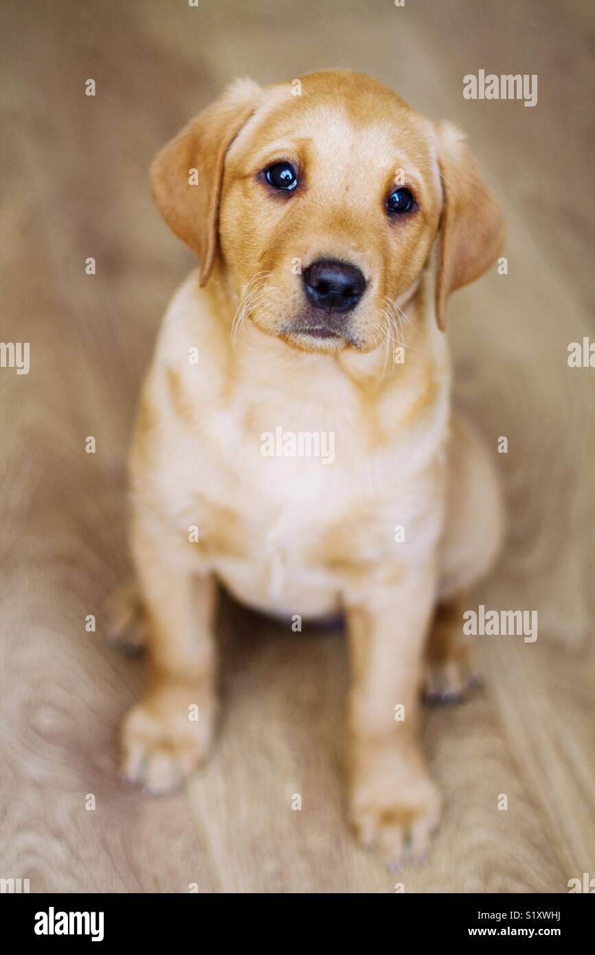 Un simpatico giallo Labrador retriever cucciolo seduto al chiuso su di un pavimento in legno e guardando la telecamera - Immagine stock catturata con smartphone