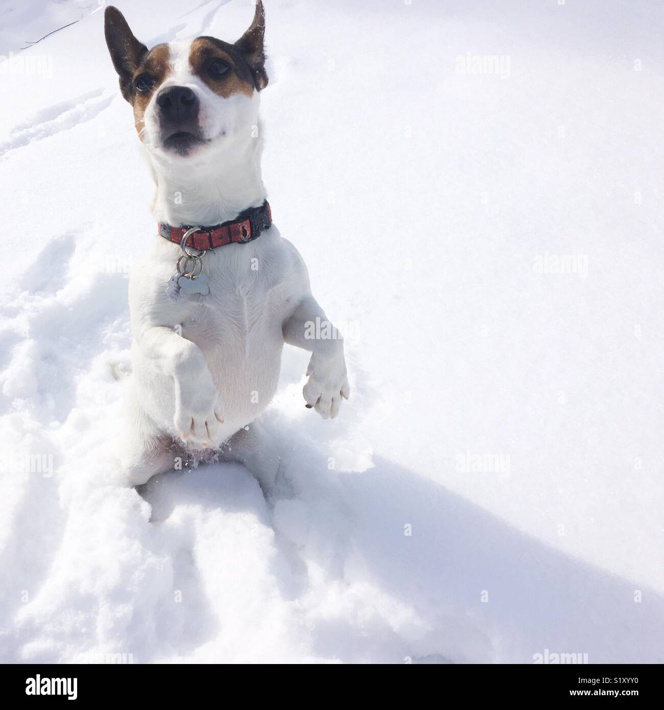 Jack Russell Terrier cane in piedi sulle sue zampe posteriori nella neve su una soleggiata giornata invernale. Spazio per la copia. Square crop. - Immagine stock catturata con smartphone