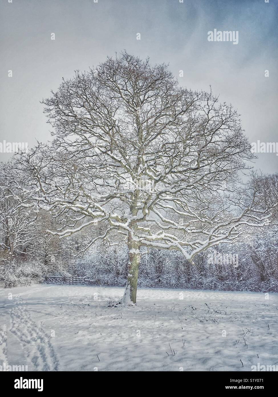 Un nudo albero di quercia sorge in una coperta di neve campo. Foto Stock