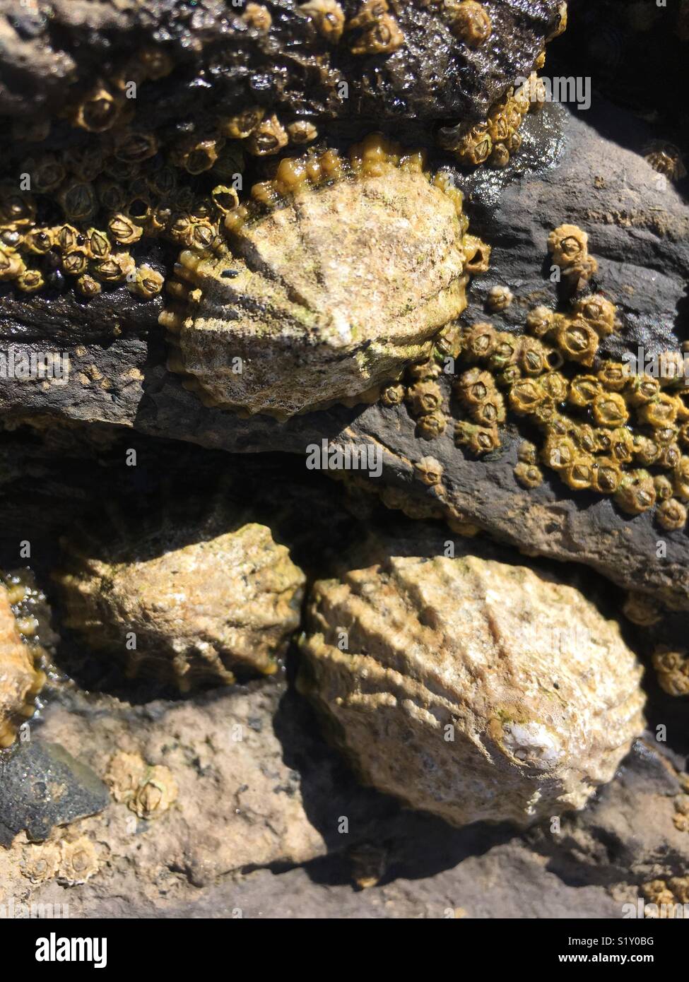 Costa rocciosa penisola HookHead nella Contea di Wexford Foto Stock
