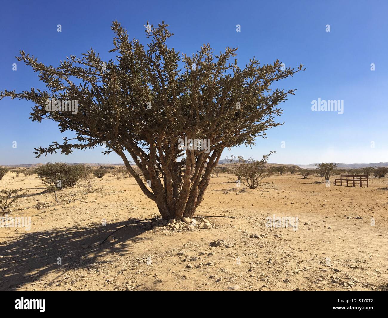 Incenso tree. Oman Foto Stock