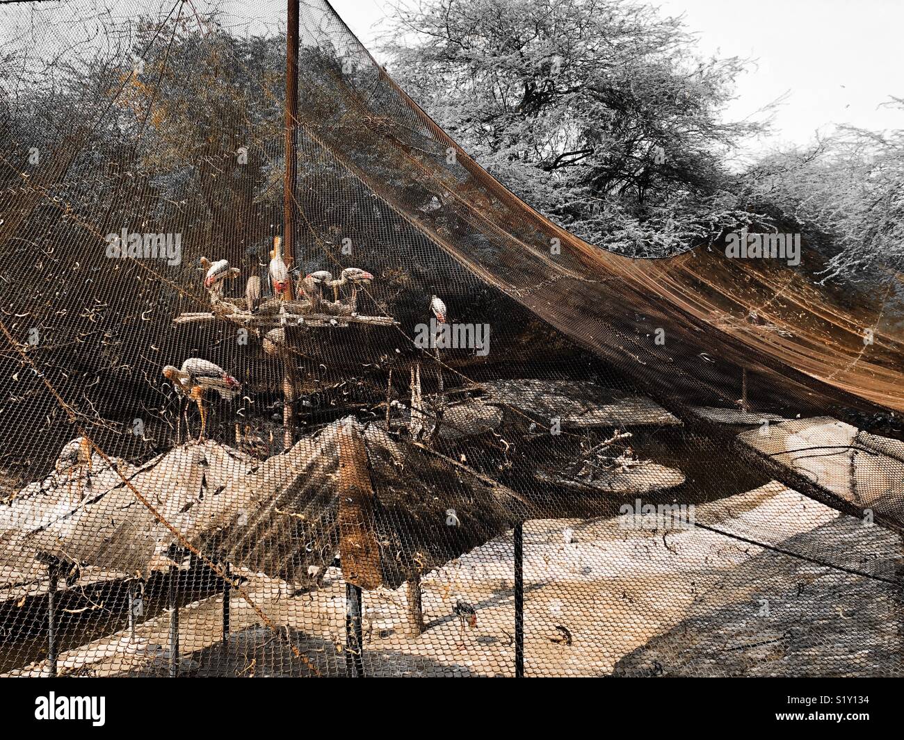Stork presso lo zoo di Delhi Foto Stock