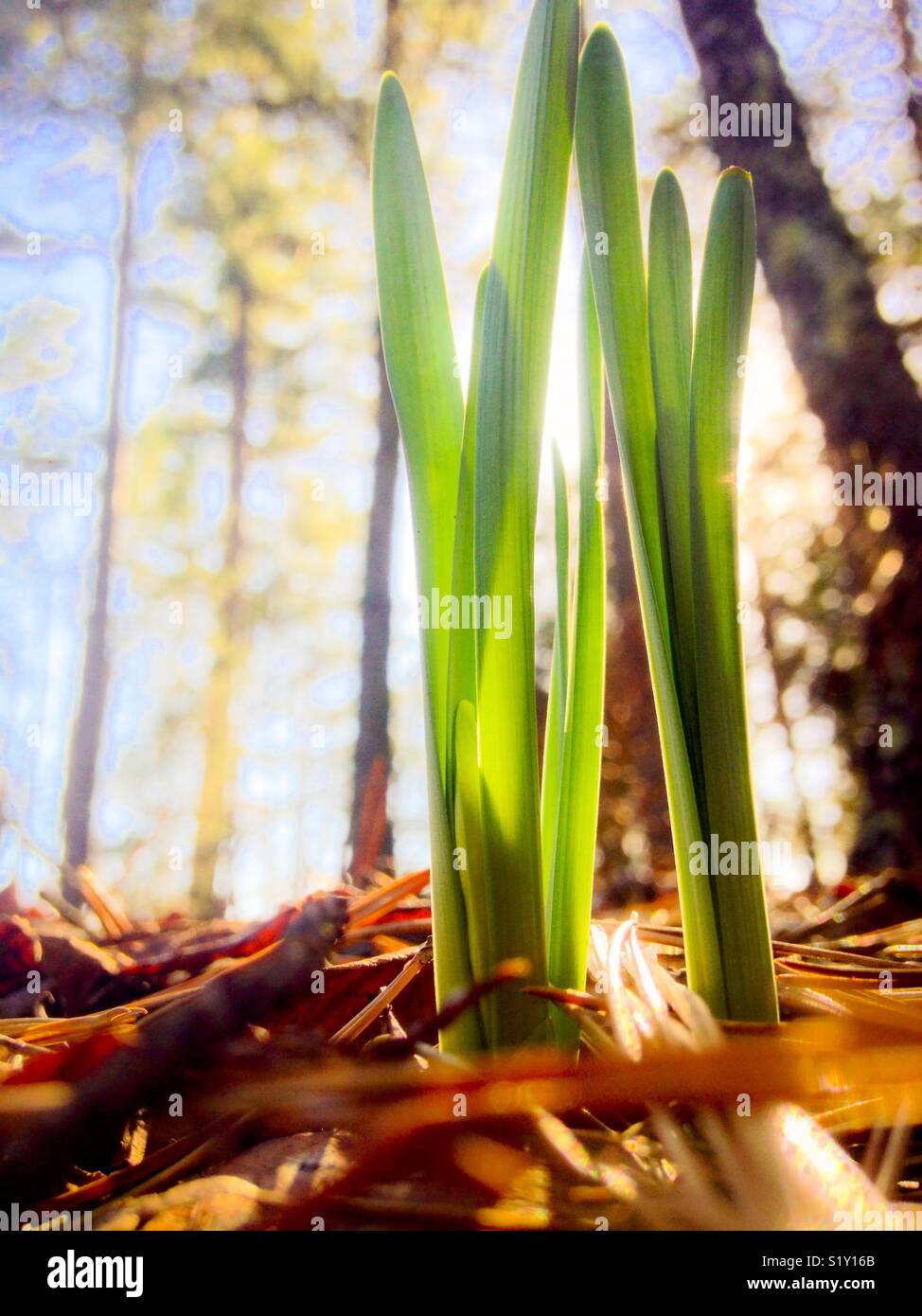 Sole e Cielo verde primavera - Immagine stock catturata con smartphone