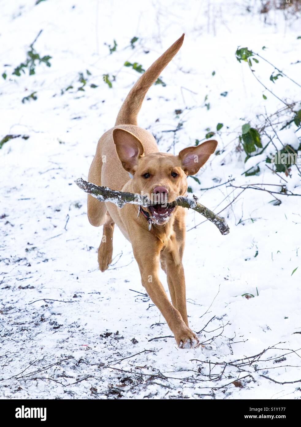 Un giocoso Labrador retriever cane che corre attraverso la neve dopo a caccia di un grosso bastone - Immagine stock catturata con smartphone
