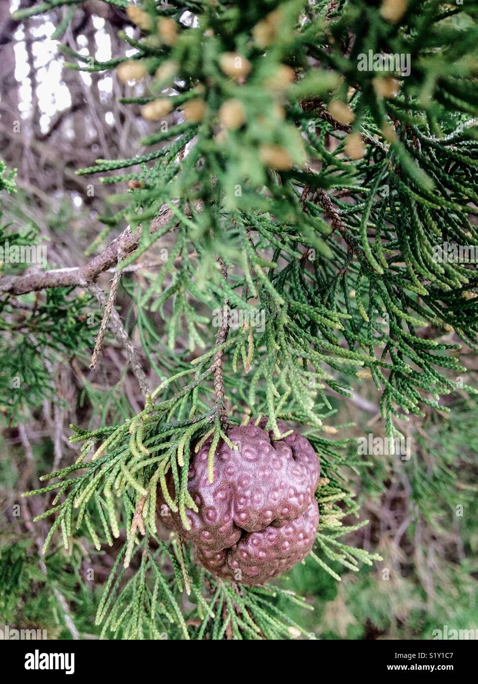 Eastern Red Cedar Gall, causata da Gymnosporangium juniperi-virginianae Foto Stock