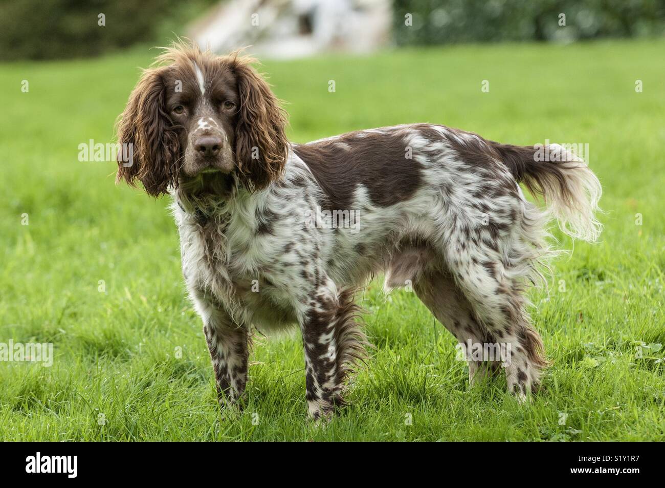 Giovane maschio lavora English Springer Spaniel sta eretta nel campo. Foto Stock