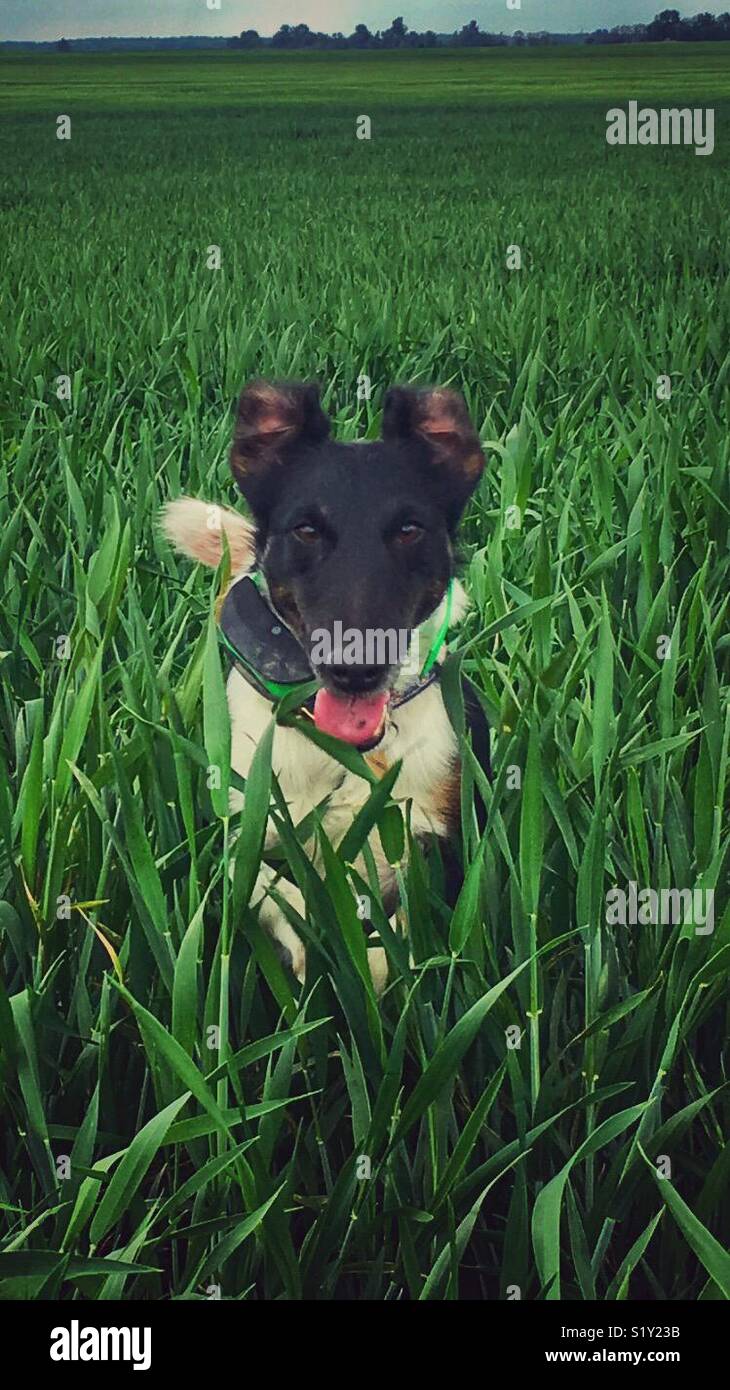 Foxy in esecuzione nel campo Foto Stock