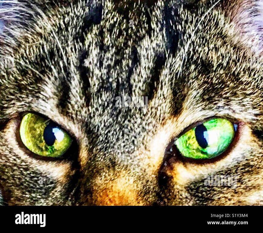 Primo piano della verde vivace occhi di gatto con gli alunni a fessura Foto Stock