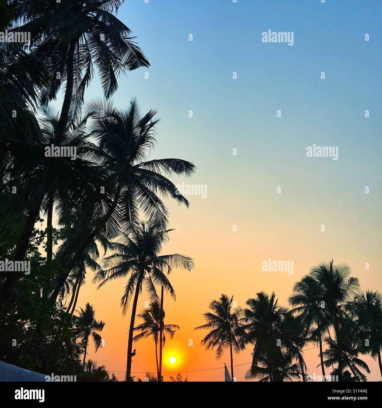 Impostazione di Sun si affaccia su alberi di noce di cocco in spiaggia Juhu di Mumbai in India. Foto Stock