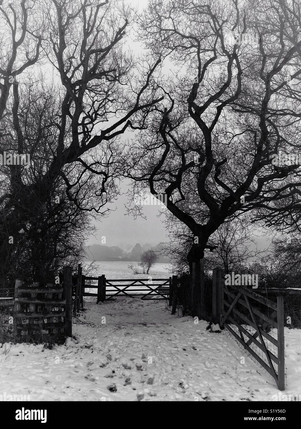 I cancelli del campo e la coppia di alberi di quercia crea una scena d'inverno. - Immagine stock catturata con smartphone