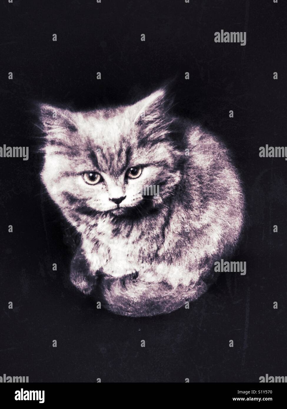 Gatto britannico Foto Stock
