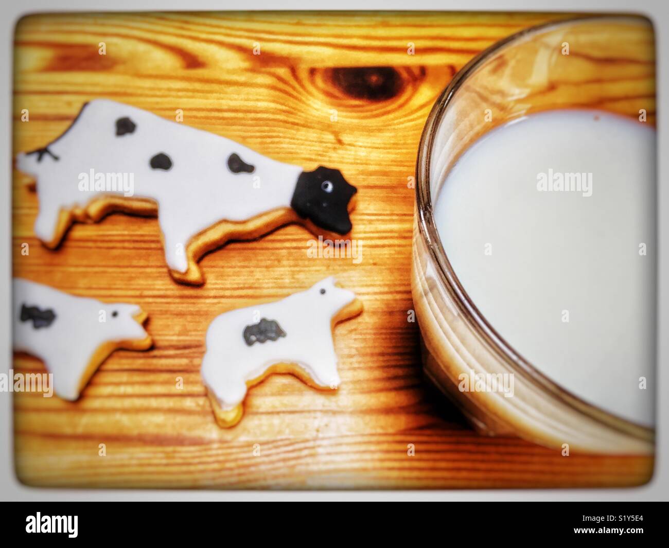 Cookielicious & Co di mucca e di vitelli di biscotti frollini - Immagine stock catturata con smartphone