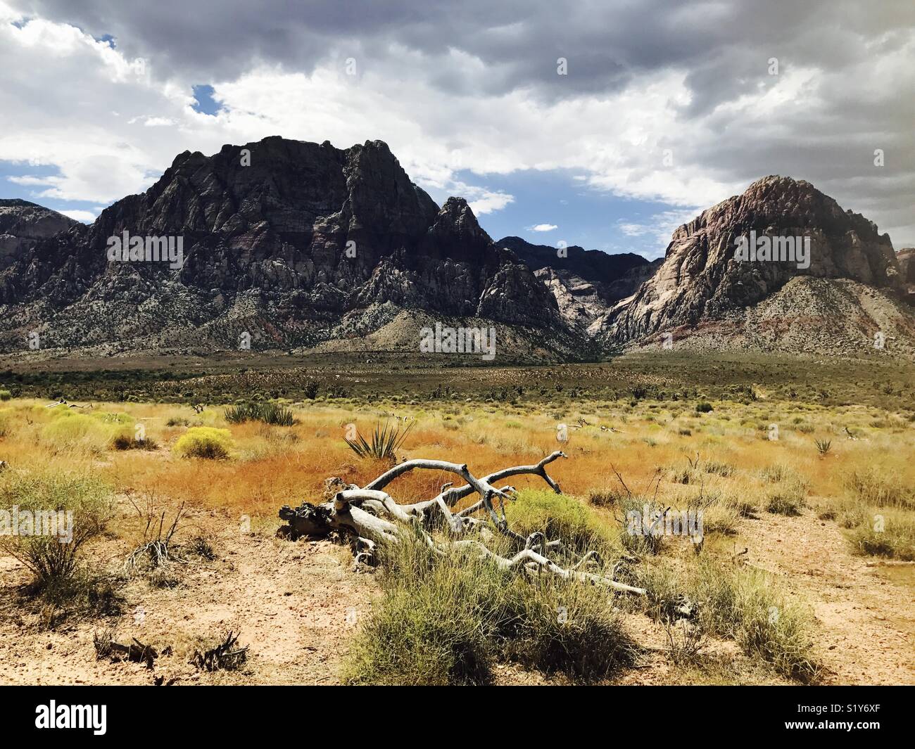 Questo uncharted vista mostrare la bellezza di un deserto può essere dopo una stagione piovosa e la vita hiden entro Foto Stock
