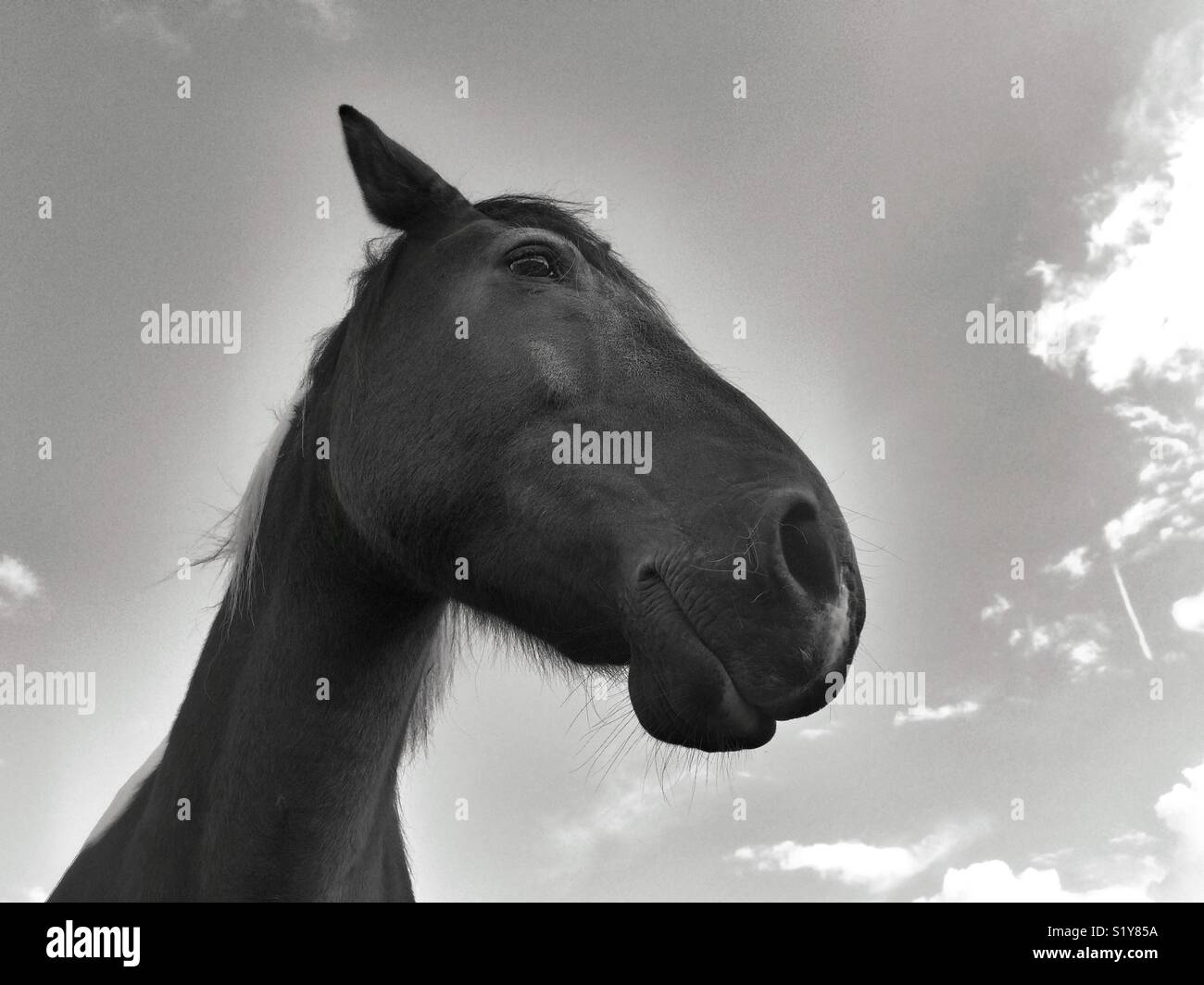 Happy Horse scioperi a posare per un ritratto in bianco e nero. Il cielo e le nuvole sono la sua caduta. Foto Stock