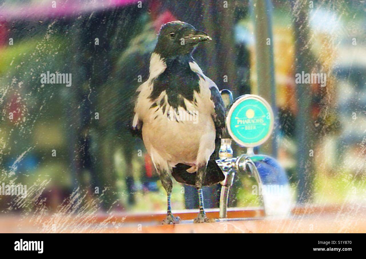 Dove è la mia bevanda! Io sono molto sete! - Immagine stock catturata con smartphone