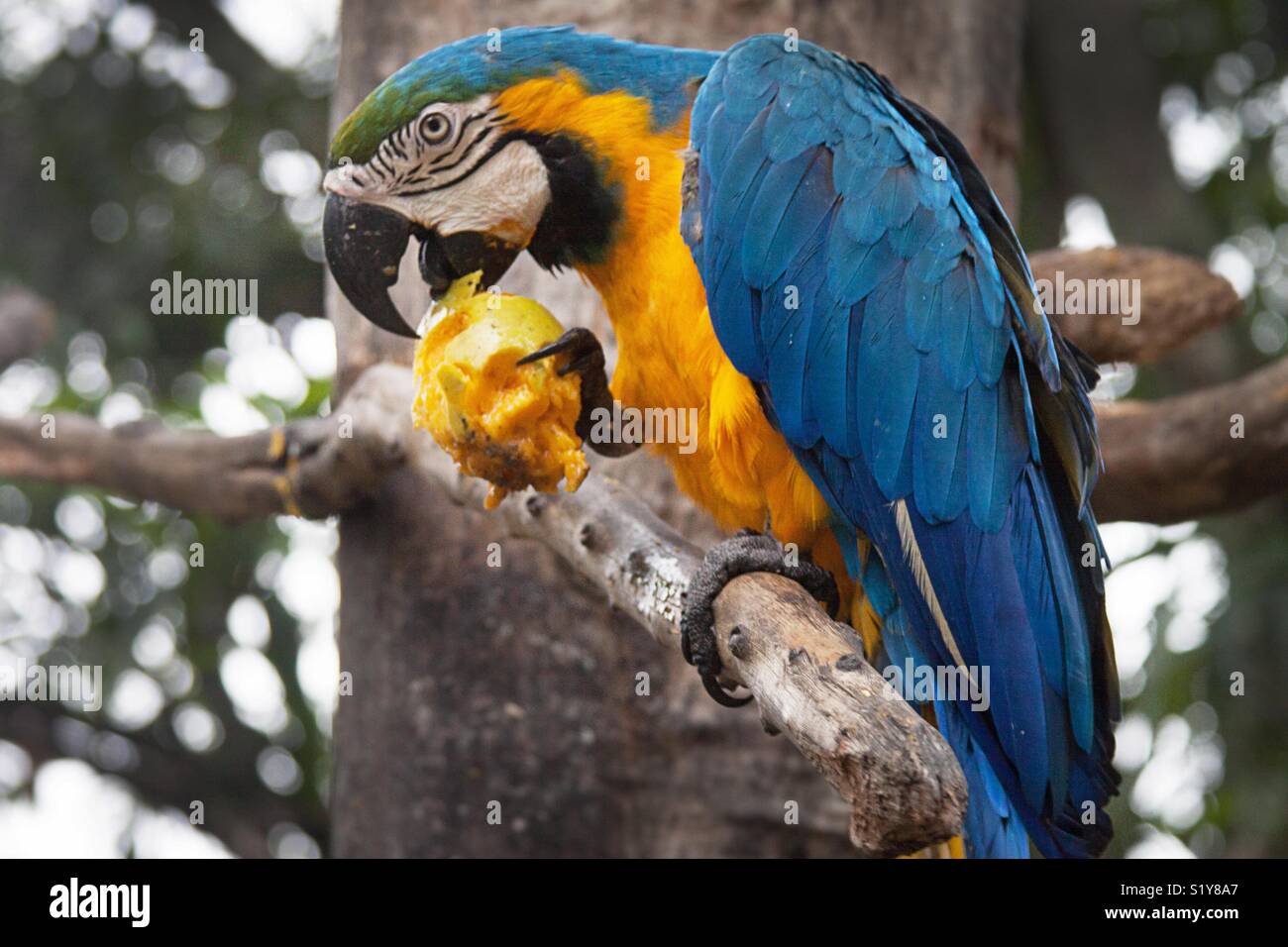 Blu e Giallo macaw mangiando un mango su un albero - Immagine stock catturata con smartphone