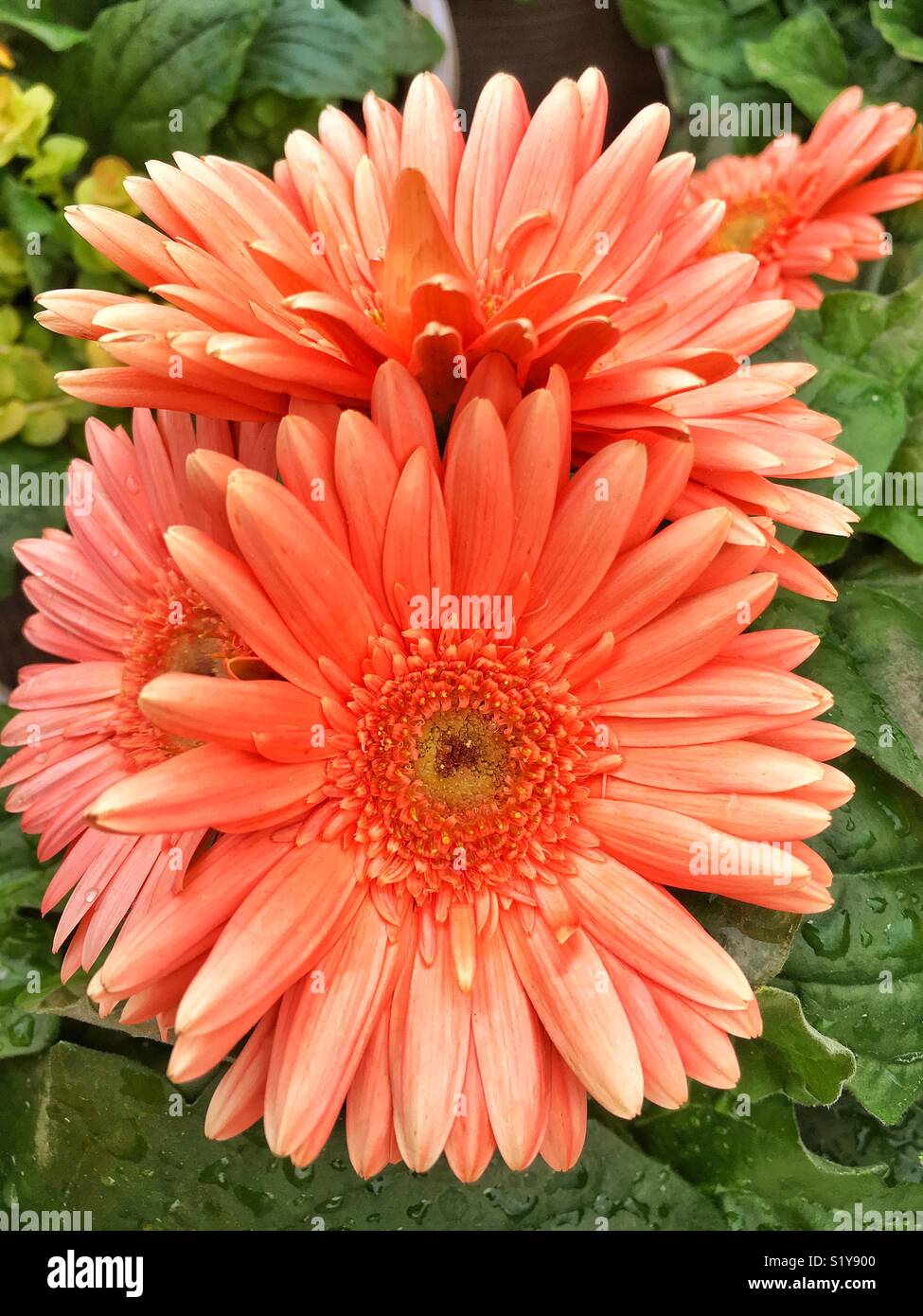 Daisy, Gerbera Daisy Foto Stock